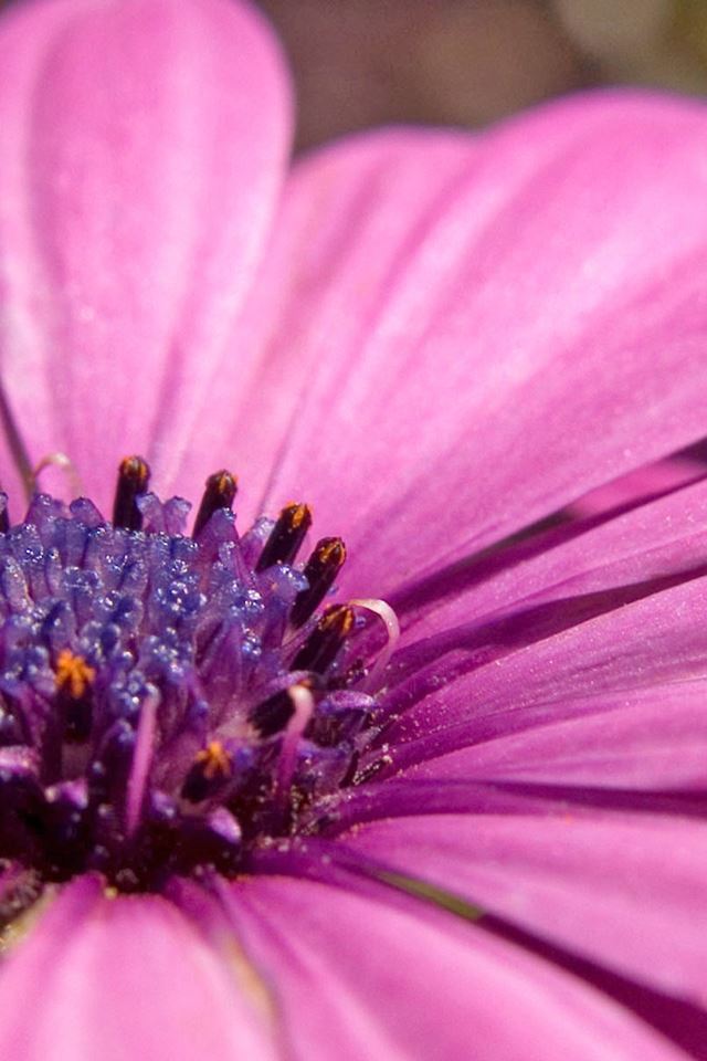 Pink Flower iPhone 4s Wallpapers Free Download