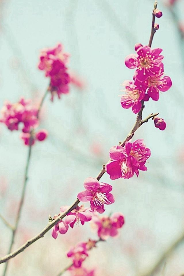 640x960 Peach Blossom Spring Nature Branch -  iPhone 4s Wallpaper