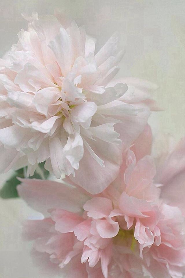 640x960 Pure Beautiful Flowers Macro Close Up - close up iPhone 4s Wallpaper