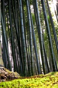 Bamboo wallpaper