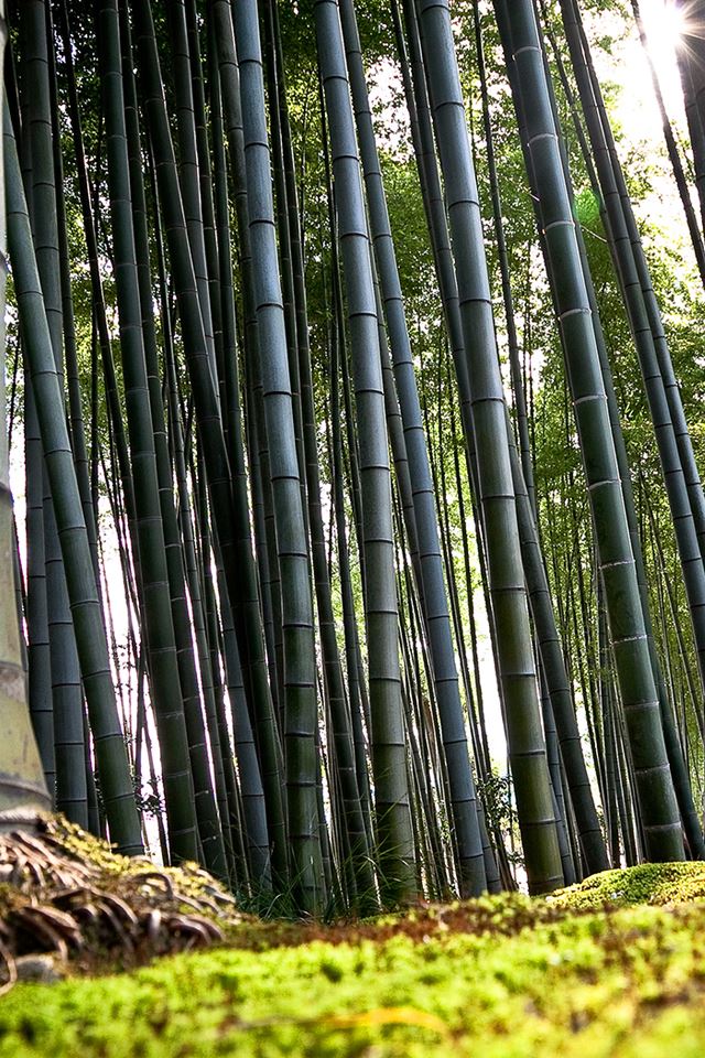 640x960 Bamboo - trees iPhone 4s Wallpaper