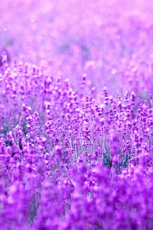 640x960 Pure Dreamy Flowers Garden Field Blur -  iPhone 4s Wallpaper