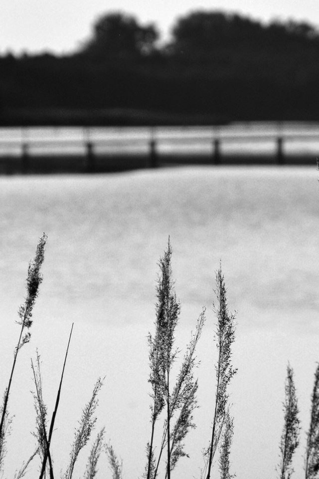 640x960 Lake View Flower Water Calm Nature Bokeh Dark Bw -  iPhone 4s Wallpaper
