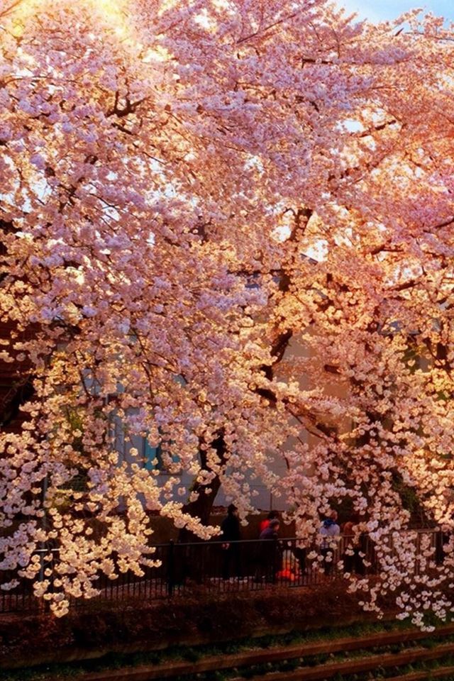 640x960 Sunshine Brilliant Flowers Tree  -  iPhone 4s Wallpaper