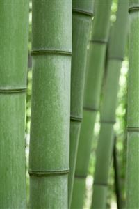 Green Bamboo wallpaper