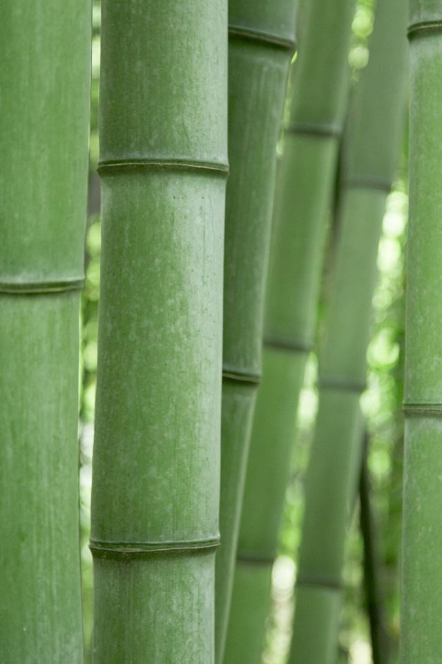 640x960 Green Bamboo - forest iPhone 4s Wallpaper