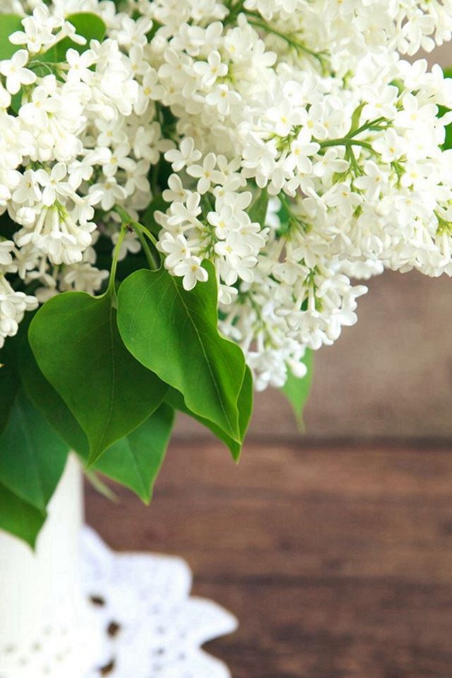 Pure White Flowers Plant Vase iPhone 4s wallpaper 