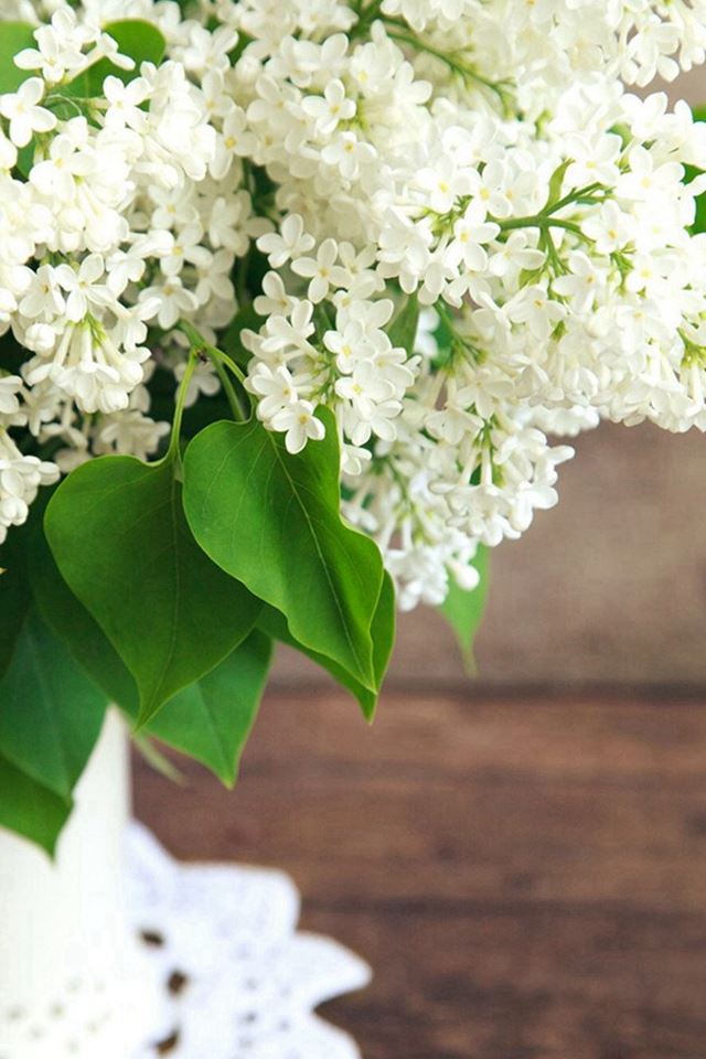 640x960 Pure White Flowers Plant Vase - branch iPhone 4s Wallpaper