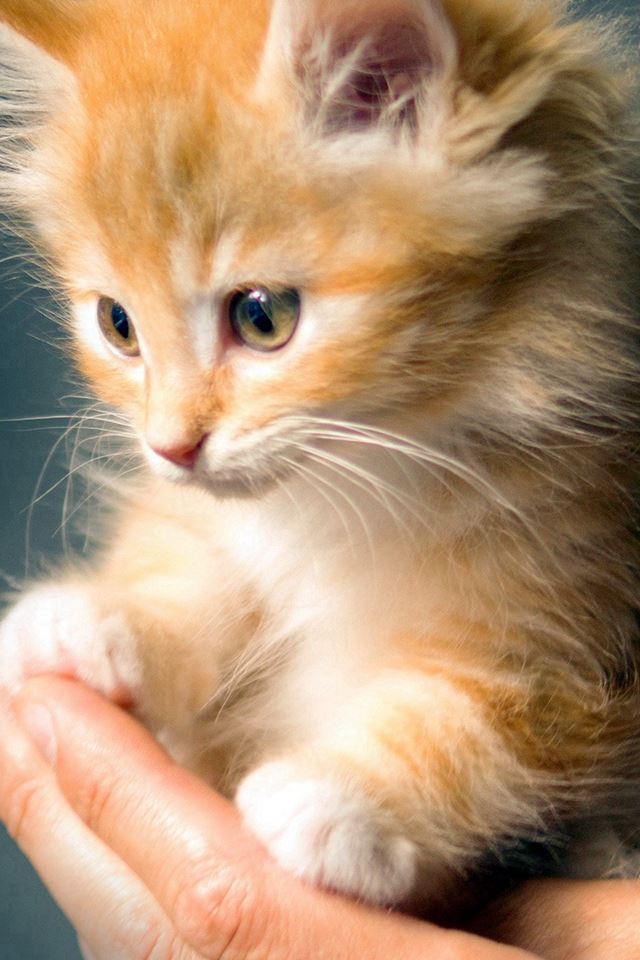 640x960 Animal Cute Kitten Cat Nature - pet iPhone 4s Wallpaper