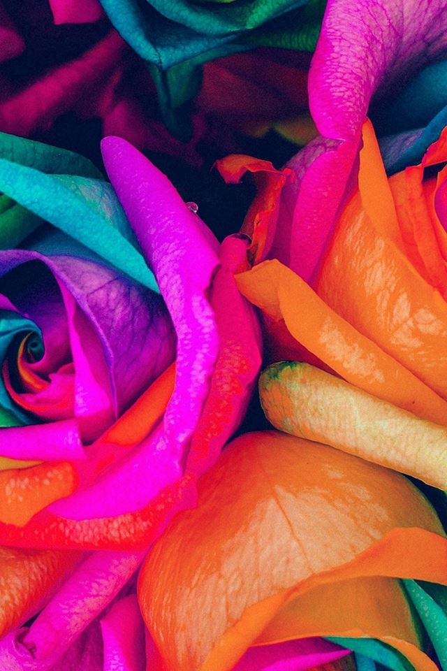 640x960 Flower Rose Color Blue Rainbow Art Nature - orange iPhone 4s Wallpaper