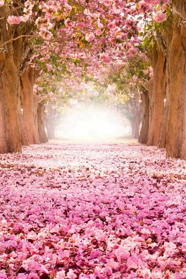 640x960 Dreamy Fantasy Bloomy Petal Path - petals iPhone 4s Wallpaper