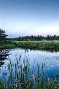 Forest Pond wallpaper