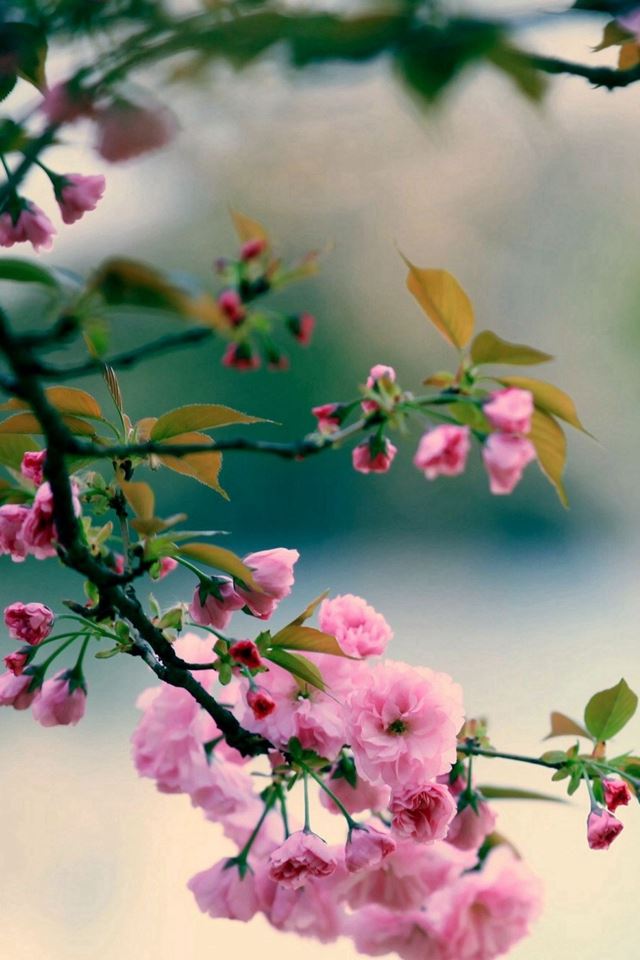 640x960 Nature Spring Plum Branch Bokeh Blur - twig iPhone 4s Wallpaper