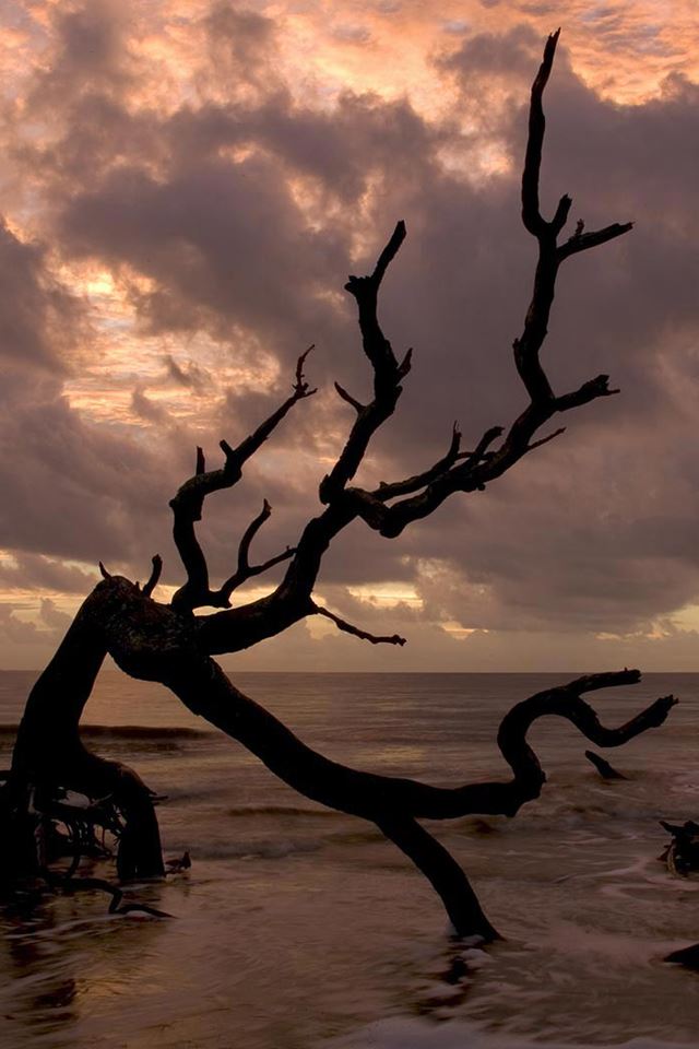 640x960 Tree Shore - tree iPhone 4s Wallpaper