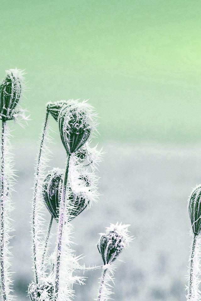 640x960 Snow Cold Winter Flower Bokeh Nature Flare Green - flare iPhone 4s Wallpaper