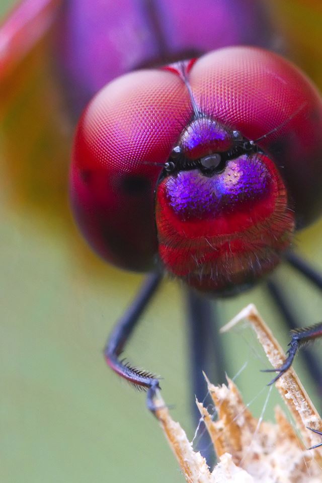 Dragonfly Closeup iPhone 4s wallpaper 