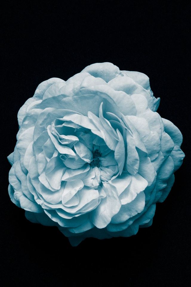 640x960 Flower Center Blue Minimal Simple - minimal iPhone 4s Wallpaper