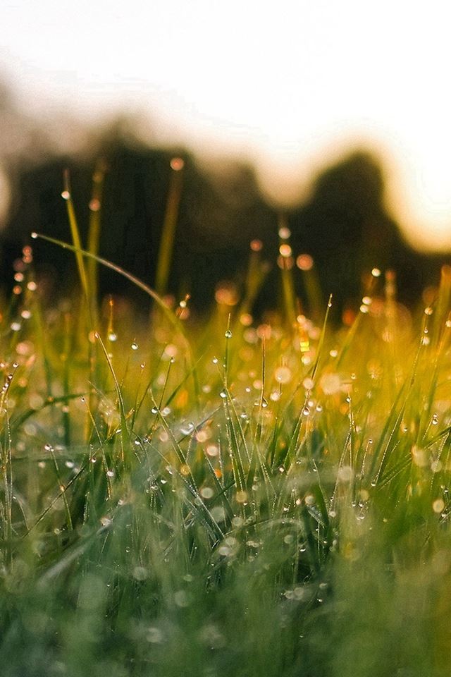 640x960 Lawn Green Nature Sunset Light Bokeh Spring - flare iPhone 4s Wallpaper