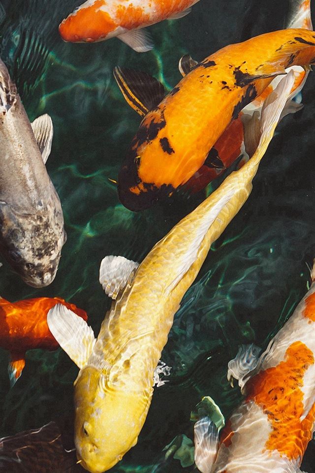 640x960 Fish Water Animal Swim - colorful iPhone 4s Wallpaper