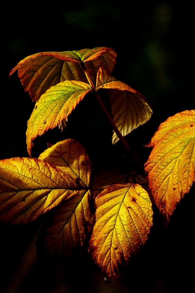 640x960 Fall Leaf Dark Nature - close up iPhone 4s Wallpaper