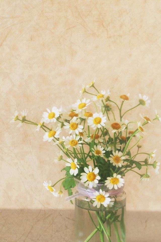 640x960 Pure Simple Daisy Flower Water Glass Vase - glass iPhone 4s Wallpaper