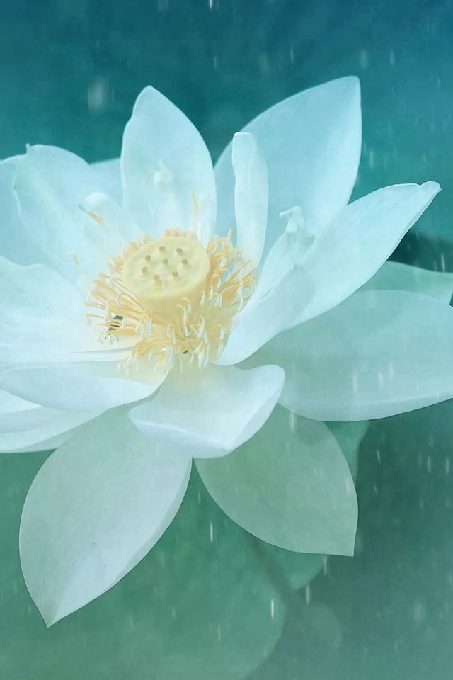 640x960 Pure Beautiful Lotus Flower Macro - lotus iPhone 4s Wallpaper