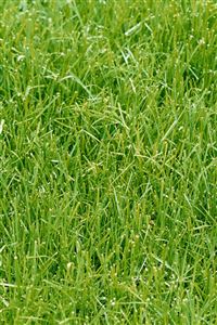 Green Grass wallpaper