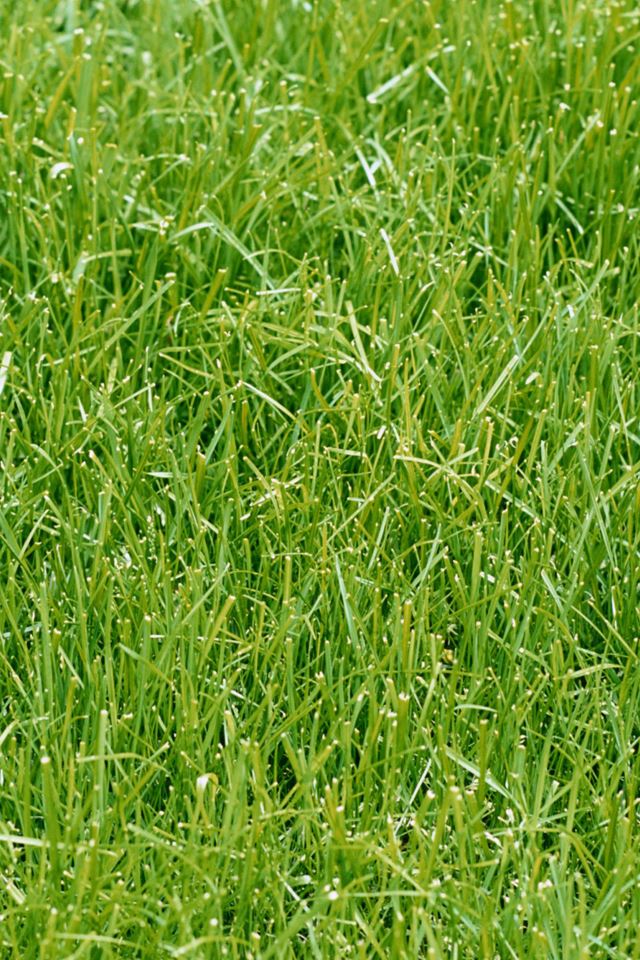 640x960 Green Grass - spring iPhone 4s Wallpaper