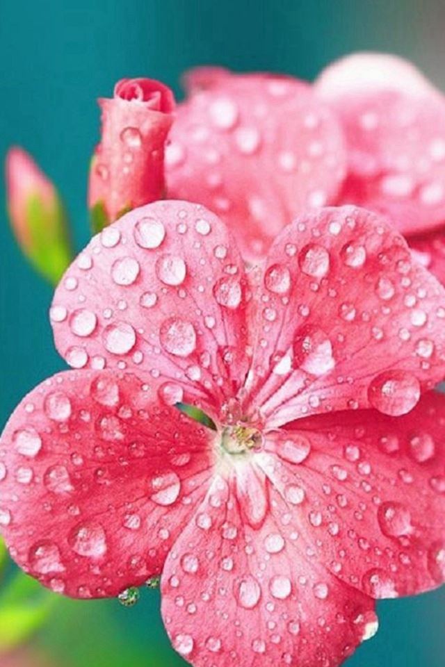 640x960 Pure Dew Wet Wild Flower Macro - macro iPhone 4s Wallpaper