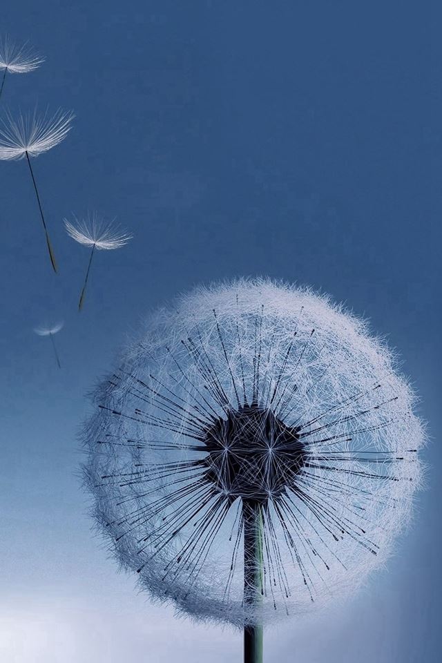 640x960 Pure Bright Dandelion Blowing Macro - close up iPhone 4s Wallpaper