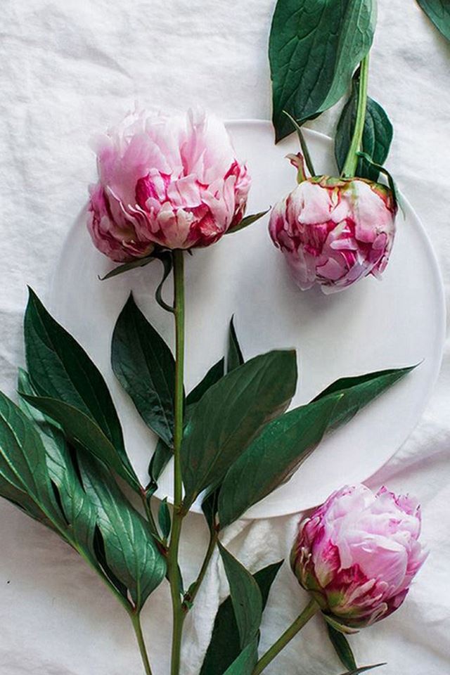 Pure Fresh Elegant Flower Plant Plate iPhone 4s wallpaper 
