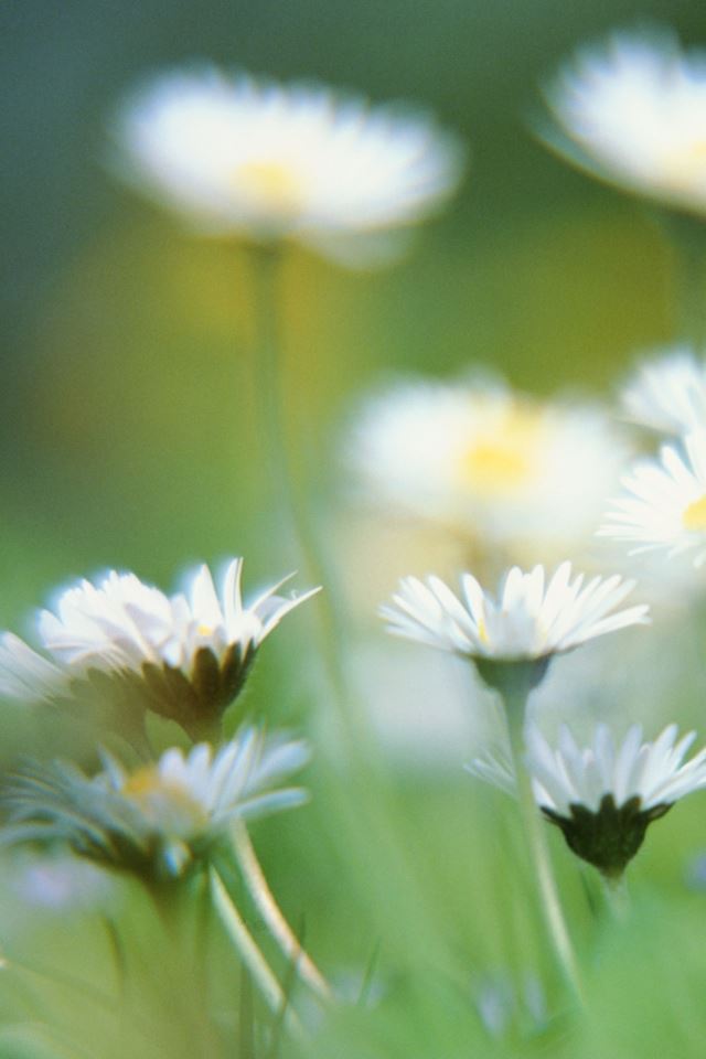 640x960 Focus on Flowers - pure iPhone 4s Wallpaper