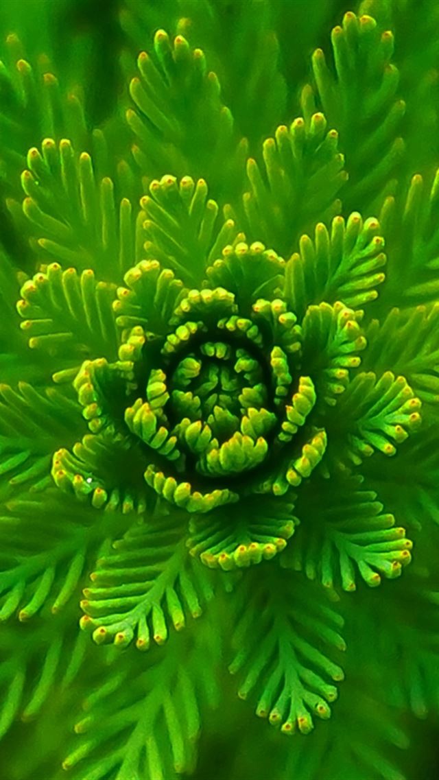 640x960 Algae Plant Macro Close Up - macro iPhone 4s Wallpaper