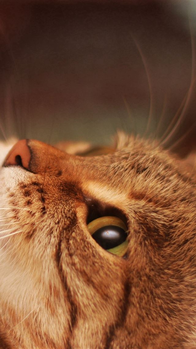 640x960 Cat Lying Cool Cat Beautiful - pet iPhone 4s Wallpaper