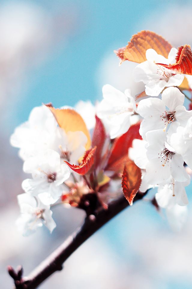 640x960 White Flowers - trees iPhone 4s Wallpaper