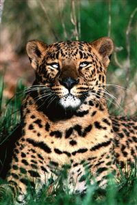 Wild Jaguar wallpaper