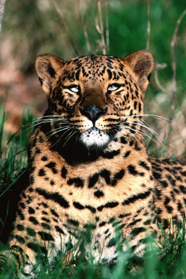640x960 Wild Jaguar - cats iPhone 4s Wallpaper