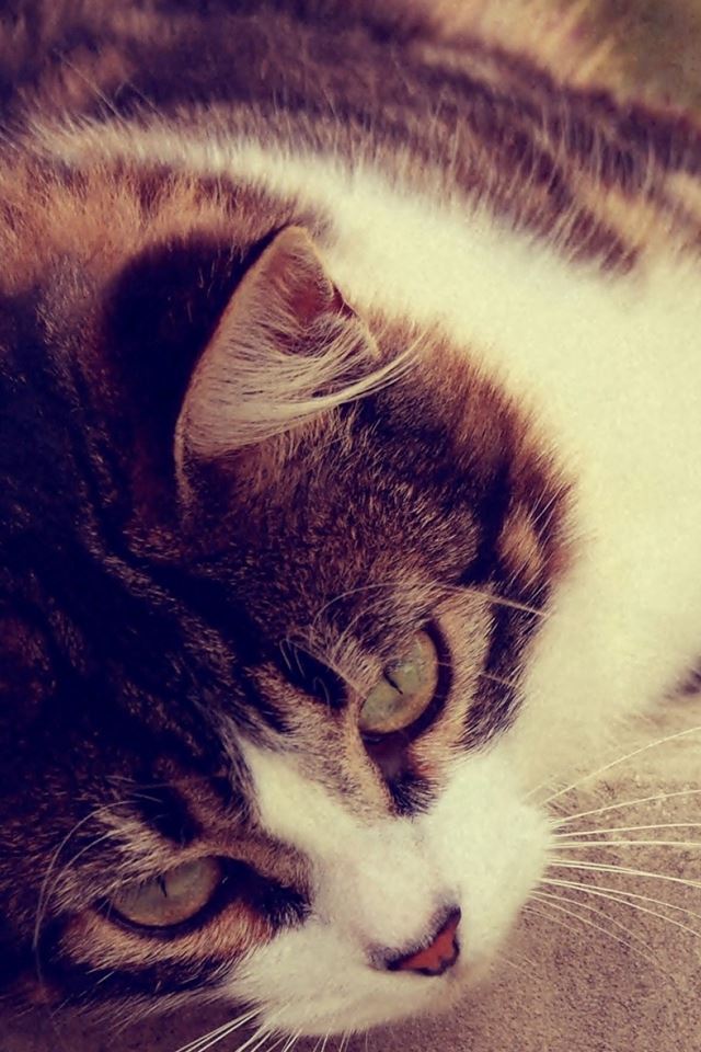 640x960 Cat Striped Lying Grass Glare Sunlight - cat iPhone 4s Wallpaper