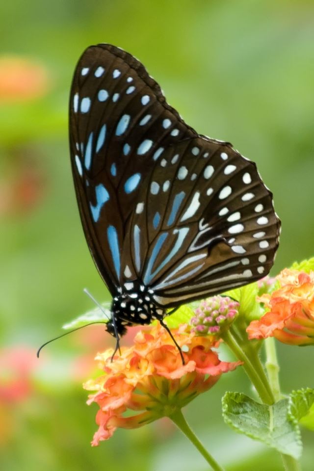 640x960 Butterfly Closeup - animals iPhone 4s Wallpaper