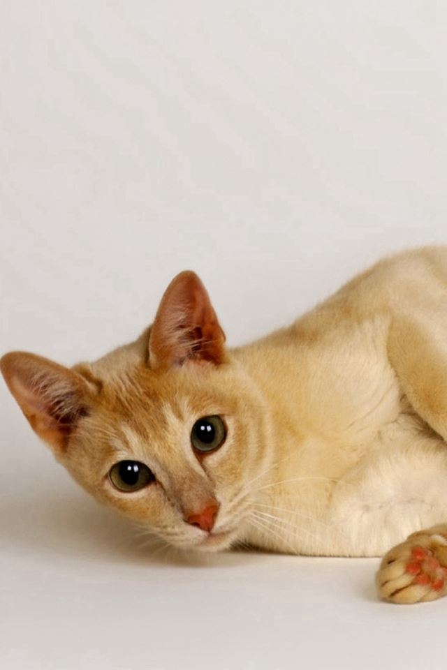 640x960 Cat Lying Red Light - noble iPhone 4s Wallpaper