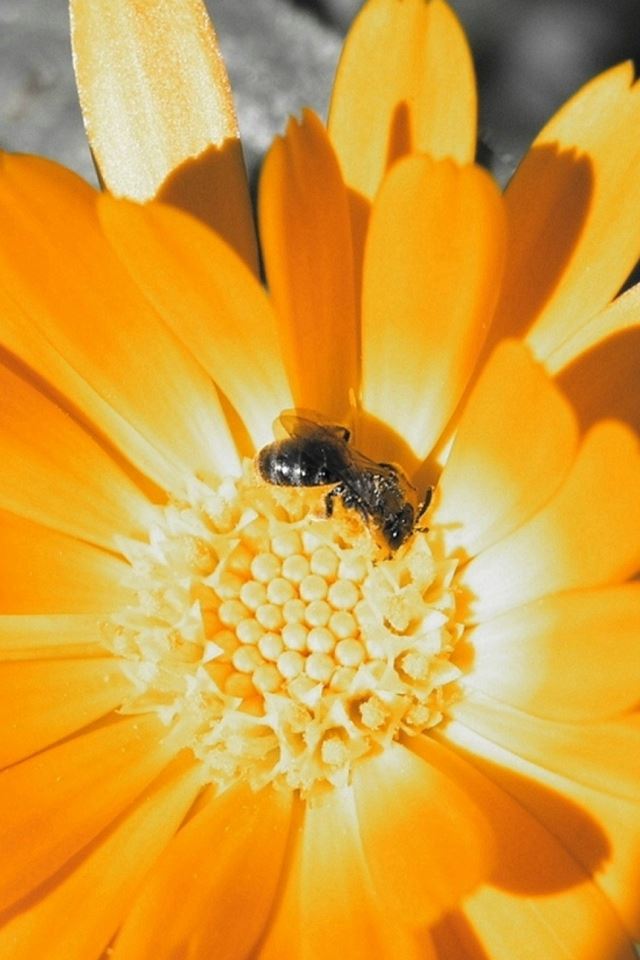 640x960 Flower Bee Orange Pollination - bee iPhone 4s Wallpaper