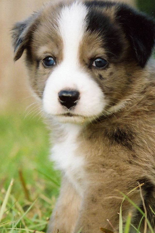 640x960 Small Puppy - puppy iPhone 4s Wallpaper