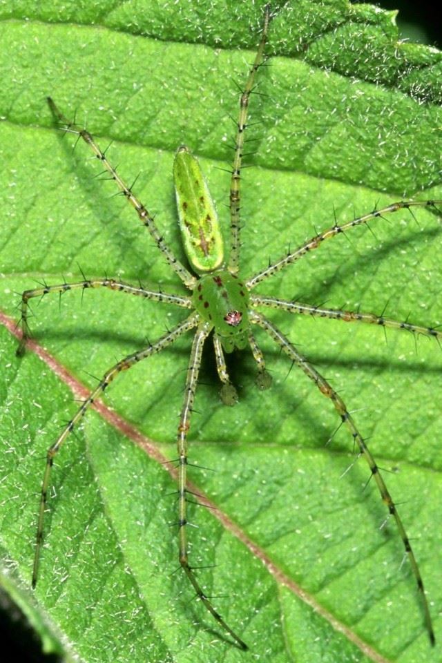 640x960 Green Spider - spider iPhone 4s Wallpaper