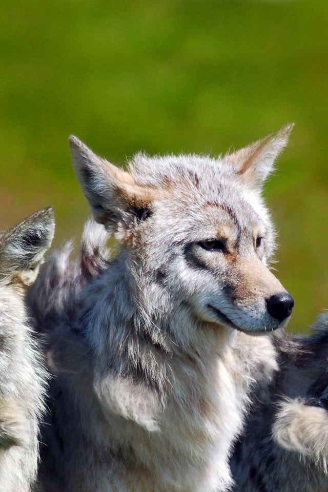 640x960 Lone Wolf - wild iPhone 4s Wallpaper