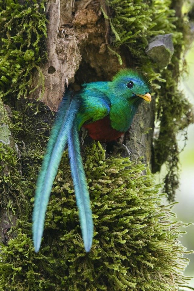 640x960 Long Tail Bird -  iPhone 4s Wallpaper