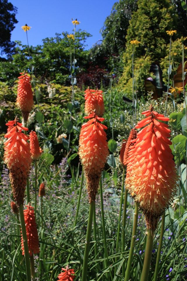640x960 Red Flower Buds - plants iPhone 4s Wallpaper