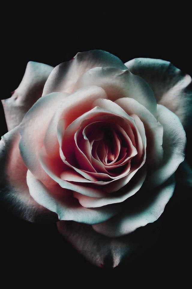 640x960 Flower White Dark Red Green Minimal Nature - minimal iPhone 4s Wallpaper