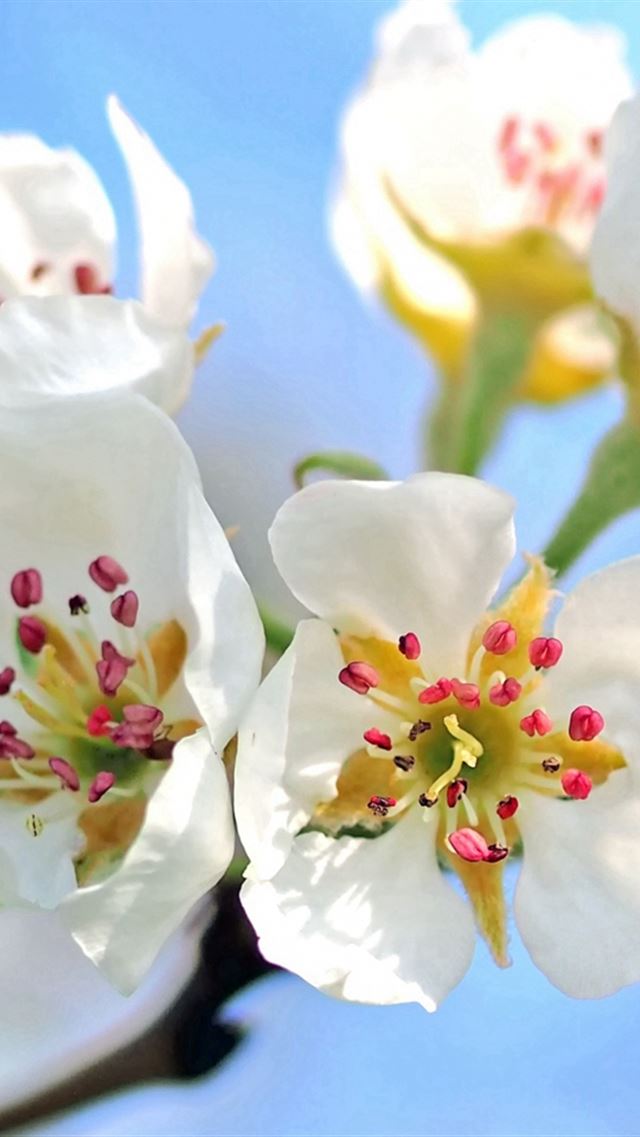 640x960 Flowers Branch Blossom Apple Tree - twig iPhone 4s Wallpaper