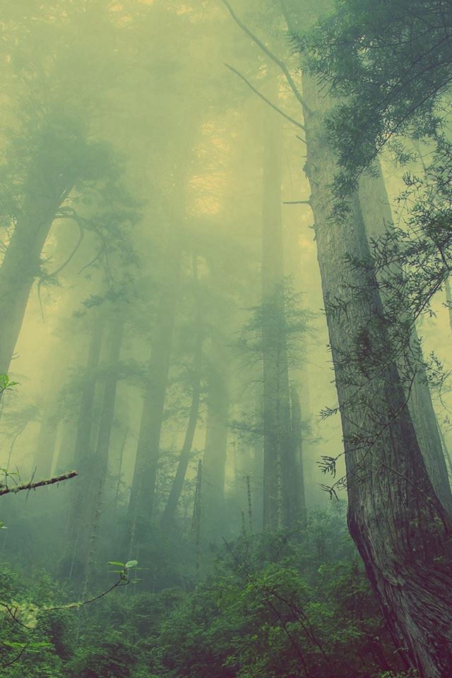 640x960 Green Forest Mist Fog - forest iPhone 4s Wallpaper