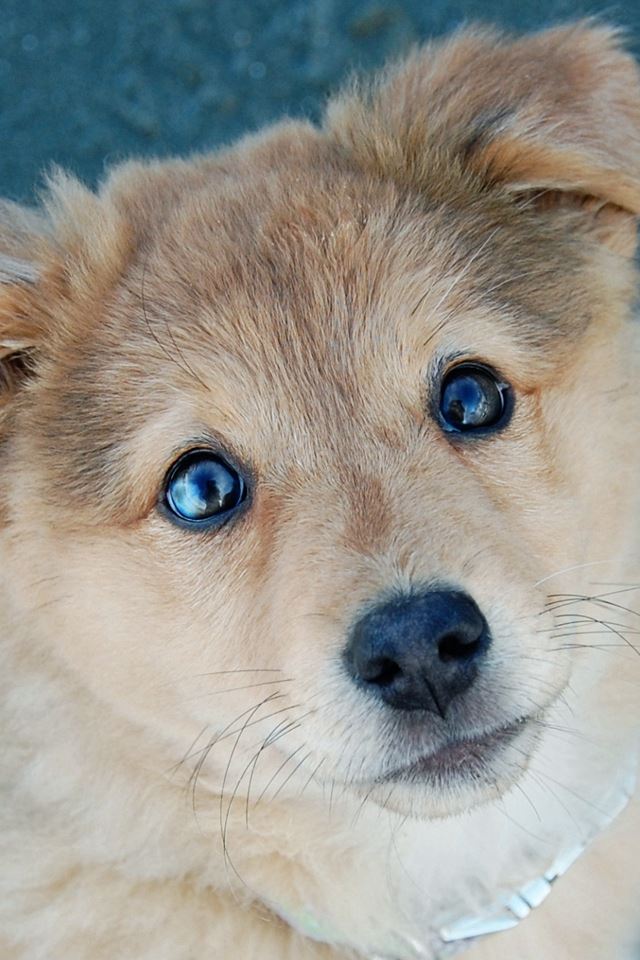 640x960 Cute Puppy Dog Poor Eyes - puppy iPhone 4s Wallpaper